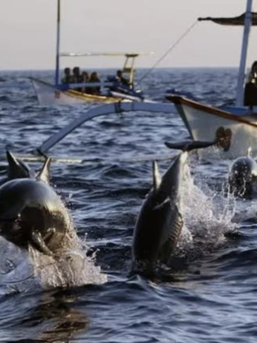 Lovina Dolphin Watching Tour