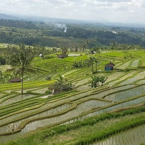 Ubud Waterfall & Culture Tour