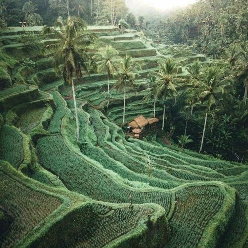 Ubud Tour Package