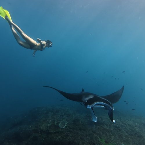 Manta Snorkeling Point Tour
