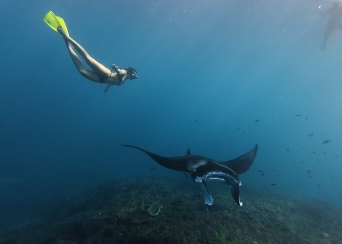 Manta Snorkeling Point Tour