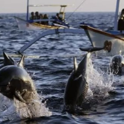 Lovina Dolphin Watching Tour